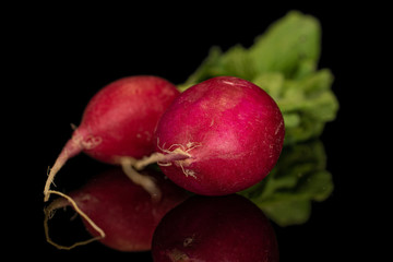 Group of two whole fresh red radish isolated on black glass