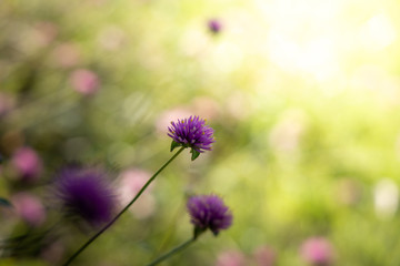 The background image of the colorful flowers