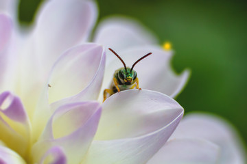 Macro Close-up Bug Bee Flower Petal