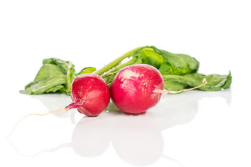 Group of two whole fresh red radish isolated on white background