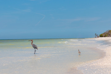 Several birds searching for food on a tropical beach.  - 294508338