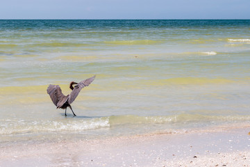 A bird landing in warm Florida water.  - 294508372
