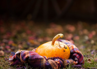 Pumpkin in fall colors