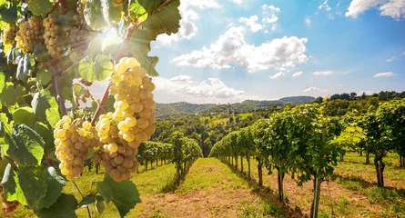Papier Peint photo Vignoble Vignobles avec vigne et cave le long de la route des vins au soleil du soir, Europe