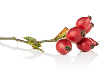 Group of six whole fresh red rosehip isolated on white background