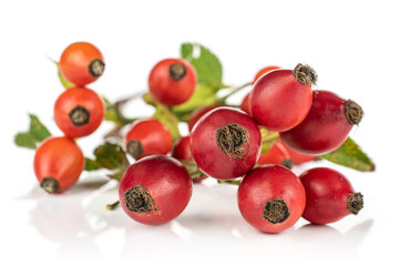 Group of eleven whole fresh red rosehip isolated on white background