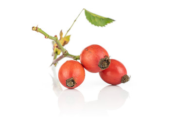 Group of three whole fresh red rosehip isolated on white background