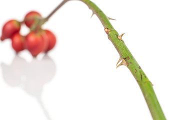 Group of five whole bright fresh red rosehip cluster isolated on white background