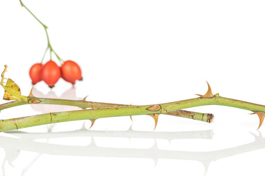 Group Of Three Whole Fresh Red Rosehip Berries With Front Focus On Spiky Vines Isolated On White Background