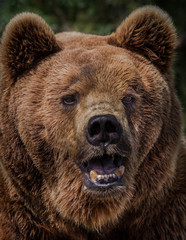 brown bear in the zoo