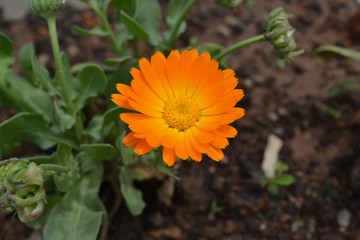 single bright orange Calendula flower