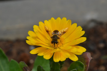 honey bee on a bright yellow Calendula officinalis flower