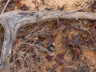 Weathered Wood And Dried Leaves Background
