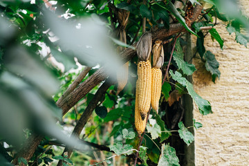 Ears of golden dried corn on the cob strung up and tied to tree branches with twine and hanging outside exterior house wall / Autumn harvest concept