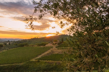 Fototapeta na wymiar Vineyard near Volpaia town in Chianti region in province of Siena. Tuscany landscape. Italy