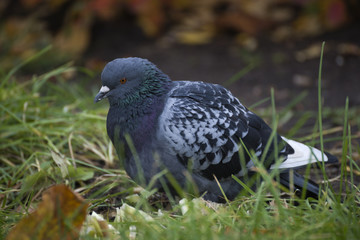 Dove on seeking food. Portrait of a pigeon. Wild bird A dove sits by the water. Dove.