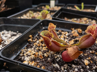 Pitcher Plant
