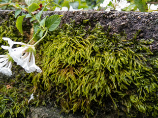 Moss on Stone