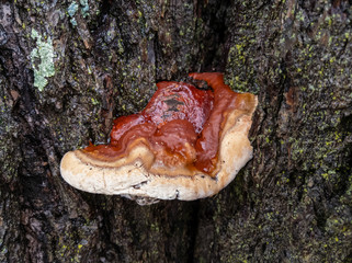 Fungus on a Tree