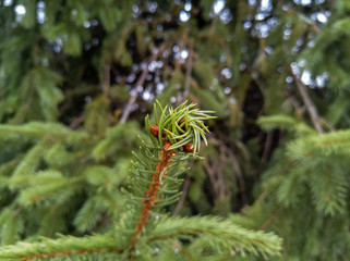 Evergreen Spiral