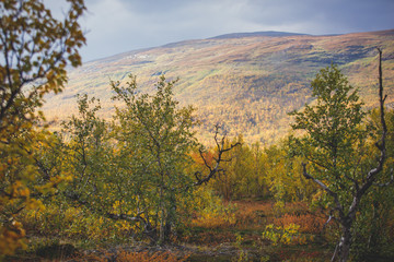 Fototapeta premium Sunny fall autumn view of Abisko National Park, Kiruna Municipality, Lapland, Norrbotten County, Sweden, with Abiskojokk river, road and Nuolja mountain, near border of Finland, Sweden and Norway