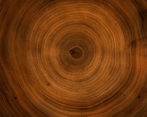 Old wooden mahogany tree cut surface. Detailed warm dark brown and orange tones of a felled tree...