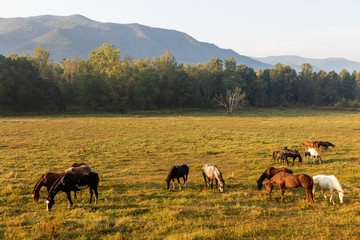 Cades Cove. Great Smoky Mountains National Park