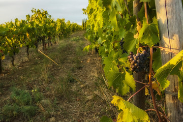 Gorgeous huge cluster of ripe Sangiovese grapes on the vine in Chianti,Tuscany.