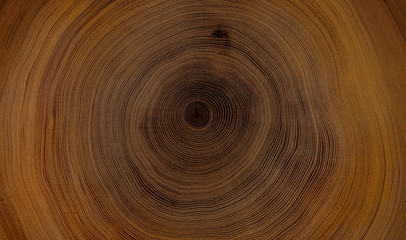 Old wooden mahogany tree cut surface. Detailed warm dark brown and orange tones of a felled tree...