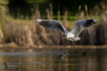 Blackhead seagull