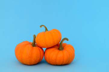 Three fresh whole pumpkins with copy space on blue background. 