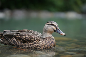 Mallard duck in New Zealand
