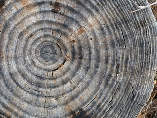 Old Wooden Log With Rings Background