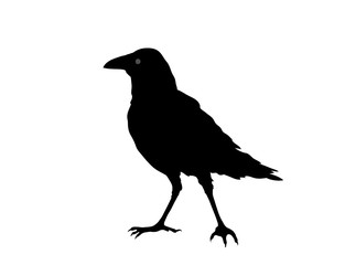 Rabenvogel Silhouette, Vektor Illustration isoliert auf weißem Hintergrund