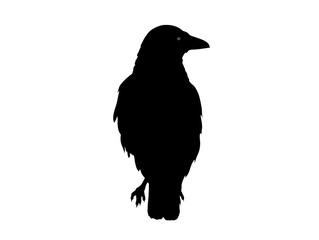Fototapeta premium Rabenvogel Silhouette, Vektor Illustration isoliert auf weißem Hintergrund