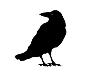 Rabenvogel Silhouette, Vektor Illustration isoliert auf weißem Hintergrund
