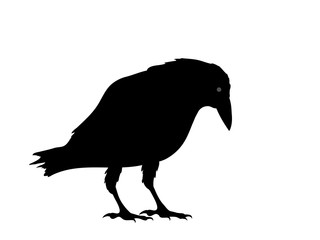 Rabenvogel Silhouette, Vektor Illustration isoliert auf weißem Hintergrund