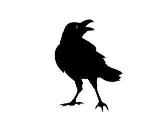 12 2 Vogel Eye Wall Murals Canvas Prints Stickers Wallsheaven