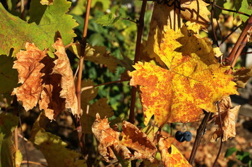 Photo of grape leaves background, autumn harvest season