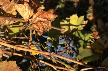 Photo of grape leaves background, autumn harvest season