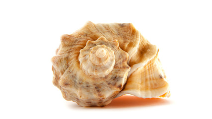 Sea shell isolated on white background. Studio shot.