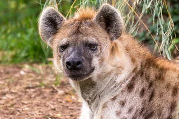 Deurstickers close-up portret van een hyena © Patrick Rolands