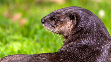 Fototapeta premium close up portrait of a river otter