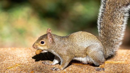 grey squirrel stealing a peanut