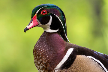 close up portrait of a male wood duck