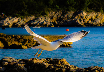 seagull in fly