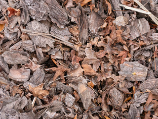 Pile Of Brown Leaves And Pine Bark