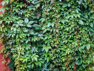 red brick wall completely overgrown with green ivy