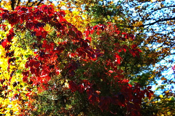 Obraz premium Colorful leaves of wild grapes. Red leaves of wild grapes encircle autumn trees