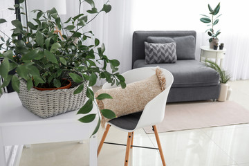 Stylish interior of room with beautiful houseplant